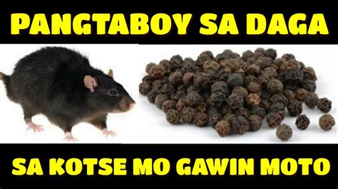 Mabisang pangontra sa daga. Pantaboy ng daga..